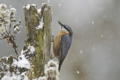 Eurasian Nuthatch (Sitta europaea), Saxony-Anhalt, Germany