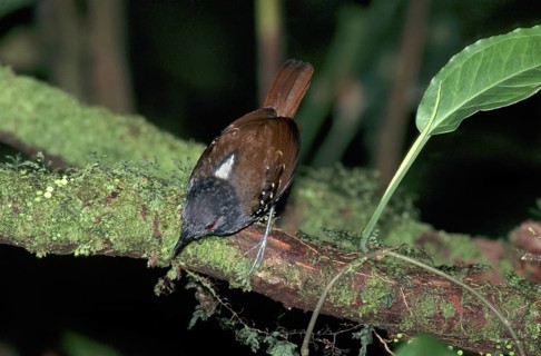 Dull-mantled Antbird Myrmeciza laemosticta Braulio Carrillo National Park, COSTA RICA March Adult