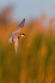 White-bearded Tern, White-bearded Tern, (Chlidonias hybridus), (Chlidonias hybrida), Marsh Tern