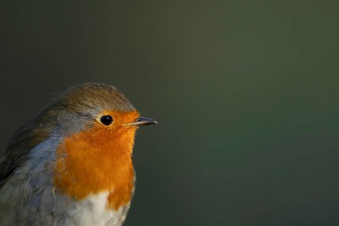 European robin (Erithacus rubecula) adult garden bird head portrait, Suffolk, England, United