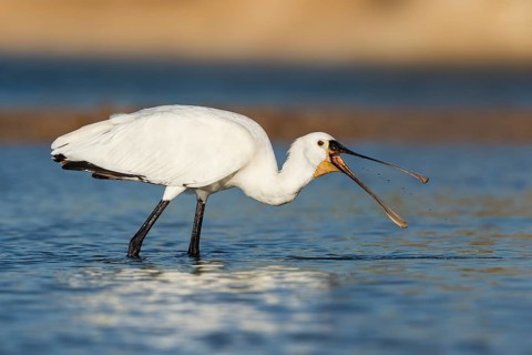 Eurasian Spoonbill (Platalea leucorodia) foraging, Eilat, Israel
