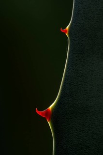 A detailed close-up of an agave leaf highlights its sharp red spines against a dark background. The