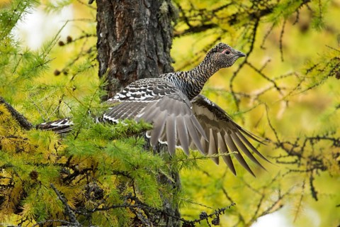 Black-billed Capercaillie (Tetrao urogalloides) female taking flight, Toew Aimag, Mongolia