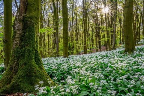 Wild garlic blossom (Allium ursinum) on the forest floor in a beech forest (Fagus sylvatica) in the