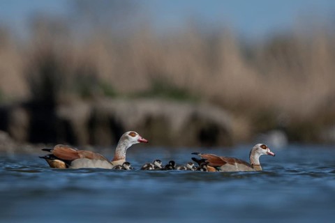 Egyptian Goose (Alopochen aegyptiaca) pair with chicks, Schleswig-Holstein, Germany