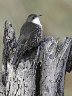 White-throated Treecreeper (Cormobates leucophaea) male, Victoria, Australia