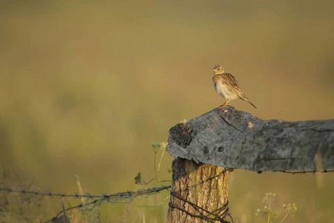 Eurasian Skylark (Alauda arvensis), Rhineland-Palatinate, Germany