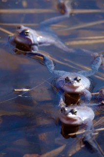Blue moor frog males in the mating season, March, Saxony, Germany