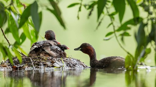 Little Grebe (Tachybaptus ruficollis) with chicks at nest, Hesse, Germany