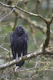 Black Vulture (Coragyps atratus), Costa Rica