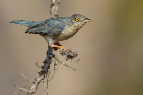 Hooded Tanager (Nemosia pileata) perched on a branch in the grasslands of Guyana