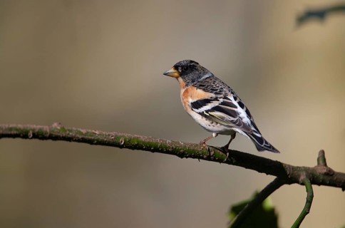 Brambling (Fringilla montifringilla) adult male bird on a holly tree branch, Norfolk, England,