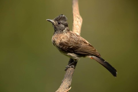 Red-vented Bulbul (Pycnonotus cafer) perched on a branch, Kerala, India