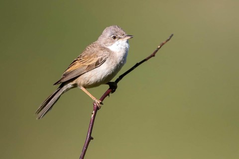 Perched on a branch, Common Whitethroat (Sylvia communis) male perched on a branch, Madrid, Spain