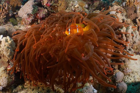 Bubble anemone (Entacmaea quadricolor)