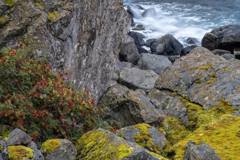 Rowan and moss-covered rocks at the sea, Lofoten, Nordland, Norway, September 2020