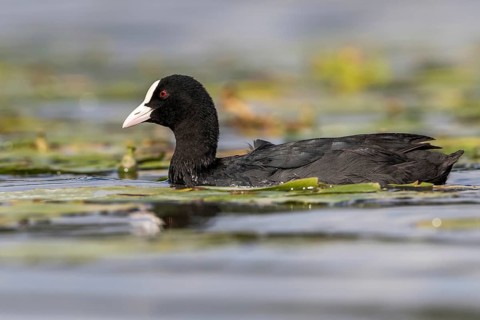 Eurasian Coot (Fulica atra), Mecklenburg-Western Pomerania, Germany