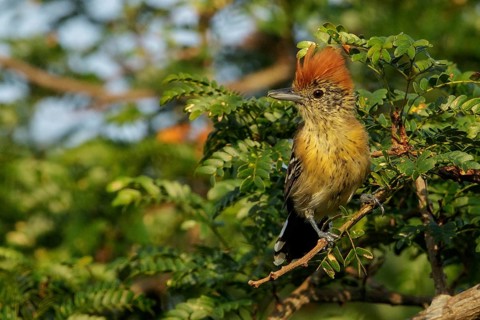 Black-crested Antshrike (Sakesphorus canadensis) perched on a branch in the grasslands of Guyana