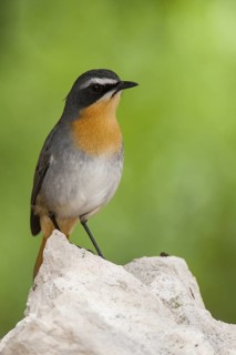 Cape Robin-Chat (Cossypha caffra), Western Cape, South Africa