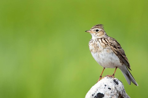 Eurasian Skylark (Alauda arvensis) perched on a rock, Castile and Leon, Spain