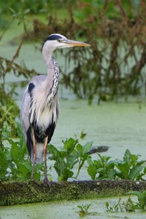 Grey Heron (Ardea cinerea) foraging, North Rhine-Westphalia, Germany
