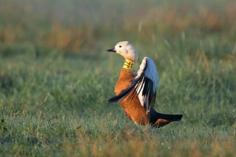 Ruddy Shelduck (Tadorna ferruginea) ringed female flapping, North Rhine-Westphalia, Germany