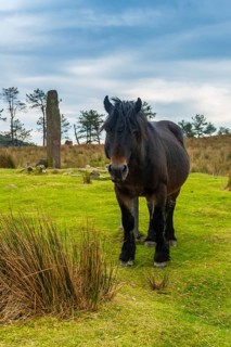 A wild black horse on top of Mount Adarra in the town of Urnieta near San Sebastian, Gipuzkoa.