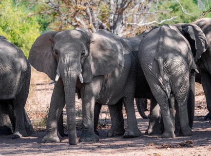 Herd of African elephants (Loxodonta africana), desert elephants, riverbed of the Ugab River,