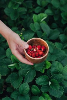 Hand holding a rustic wooden bowl filled with freshly picked strawberries surrounded by lush green