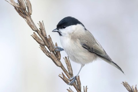Marsh Tit (Poecile palustris), Baden-Wuerttemberg, Germany