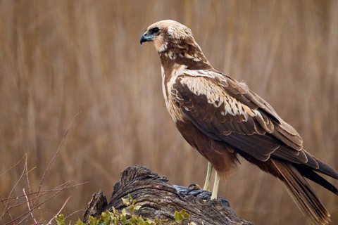 A stunning Western marsh-harrier rests on a log in a field of tall, dry reeds, showcasing its