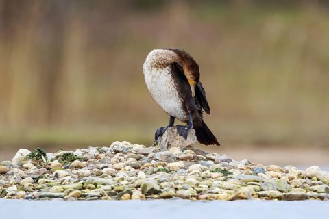 Great Cormorant (Phalacrocorax carbo) preening, North Rhine-Westphalia, Germany