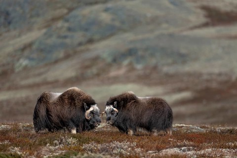 The size of the horns on these two subadult musk oxen (Ovibos moschatus) is remarkable, autumn,