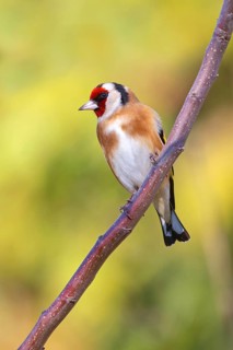Goldfinch, goldfinch, (Carduelis carduelis), biotope, habitat, foraging, perch, Worms,