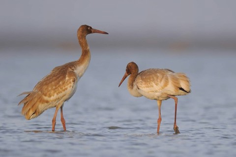 Siberian Crane (Leucogeranus leucogeranus) with juveniles, Poyang Lake, China