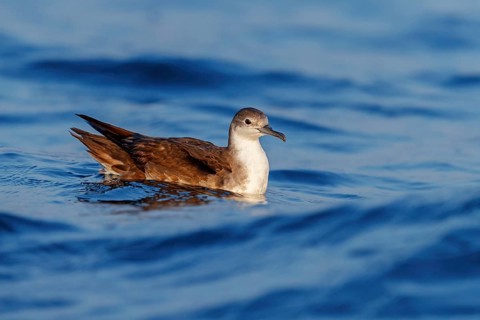 Arabian Shearwater, Persian Shearwater, (Puffinus persicus), family of shearwaters, Off Mirbat,
