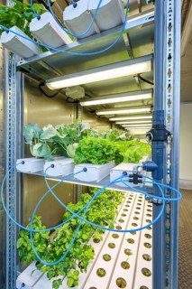 Dinslaken, North Rhine-Westphalia, Germany, Regional vegetable cultivation at the sewage treatment