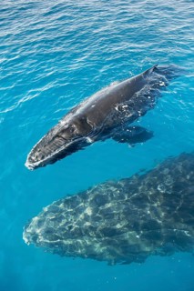 Mother and Calf Humpback Whales, Hervey Bay, Queensland, Australia