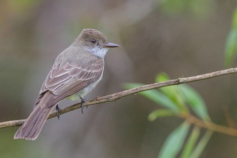 Swainson's Flycatcher (Myiarchus swainsoni) perched on a branch in the Atlantic rainforest of
