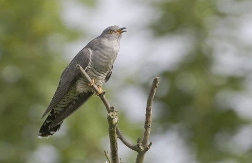 Common Cuckoo (Cuculus canorus) male, Brandenburg, Germany