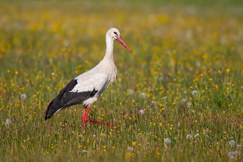 White stork (Ciconia ciconia), close-up, adult bird walking in a wetland through a colourful