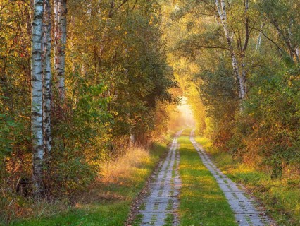 Hiking trail through Birkenwald am Kleiner Fallstein on the former inner-German border in morning
