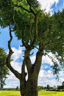 Backlit treetop, famous beech avenue, The Dark Hedges, Ballymoney, County Antrim, Northern Ireland,