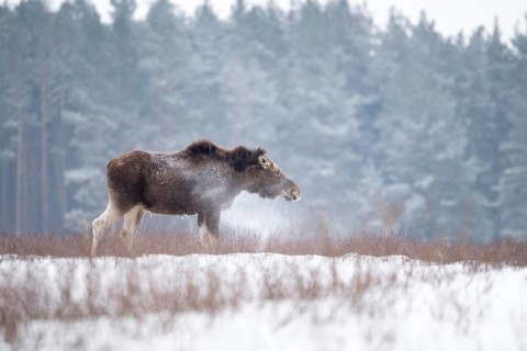 Eurasian elk (Alces alces alces), cow elk shaking the snow off its body in a snow-covered forest