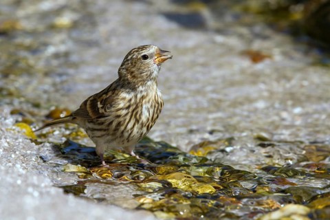 Birkenzeisig - Jungvogel trinkt