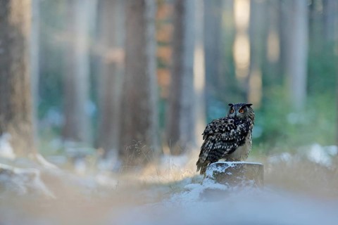 Eagle Owl, Bubo bubo, with open wings in face flight, winter forest habitat in background, white