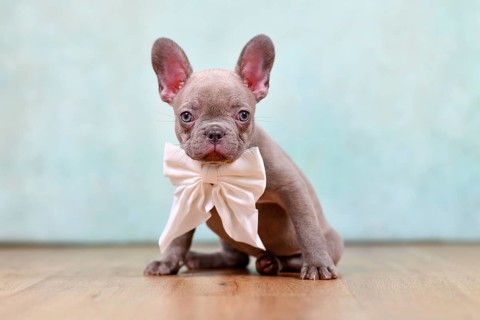 Cute lilac French Bulldog puppy with ribbon in front of studio background