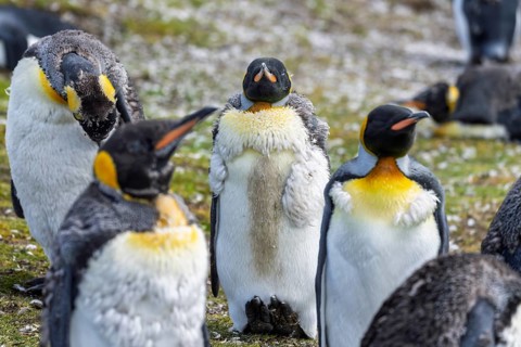 King penguins (Aptenodytes patagonicus), group of adults during moult, standing on grass, Volunteer