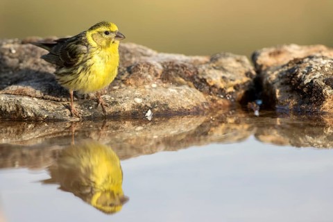 European Serin (Serinus serinus) male, Castile and Leon, Spain