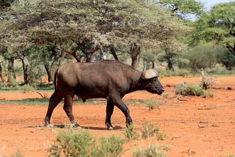 Cape buffalo (Syncerus caffer), adult, foraging, running, Mokala National Park, Northern Cape,